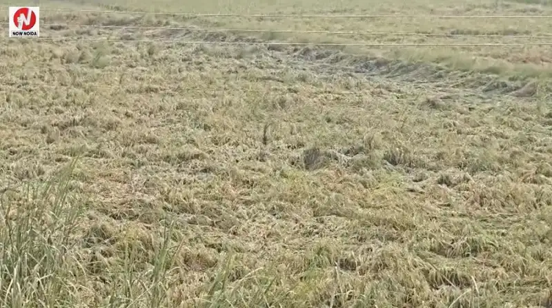ग्रेटर नोएडा में मौसम की मार से धान की खड़ी फसल गिरी, किसान परेशान, प्रशासन से मुआवजे की मांग